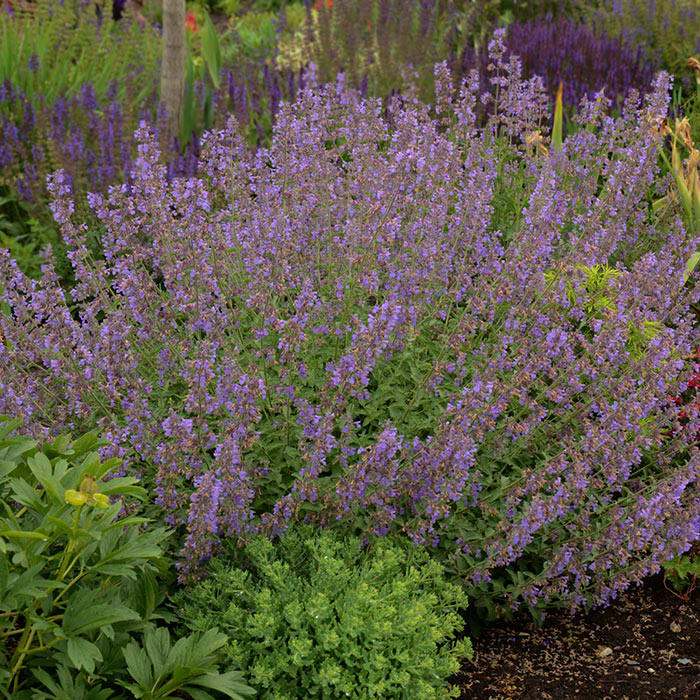 Deer-resistant Plants for the Four-season Garden - Horticulture