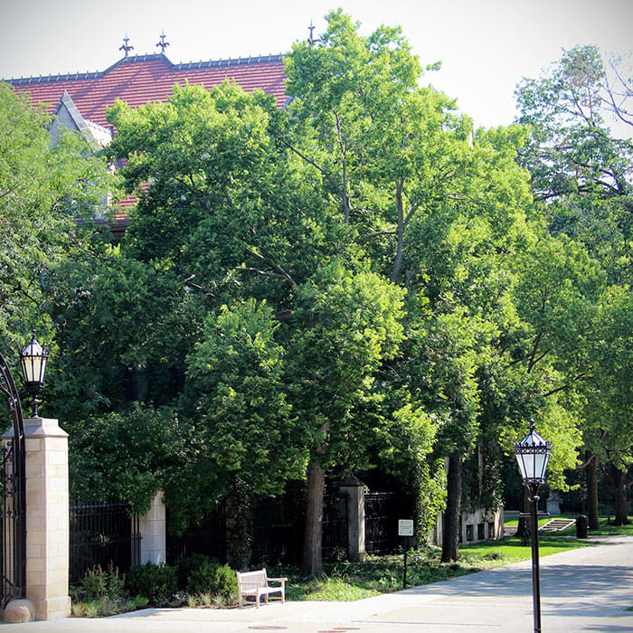 Hackberry Is a Rugged Tree That Supports Wildlife - Horticulture