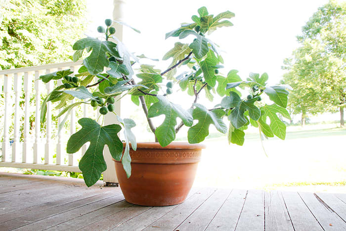 fignomenal-dwarf-fig-tree-is-perfect-for-container-gardening-horticulture