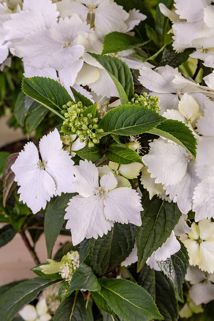 New Hydrangeas to Grow in the Garden Horticulture