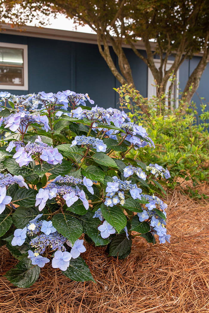 New Hydrangeas To Grow In The Garden Horticulture   Hydendlesssummerpopstar 