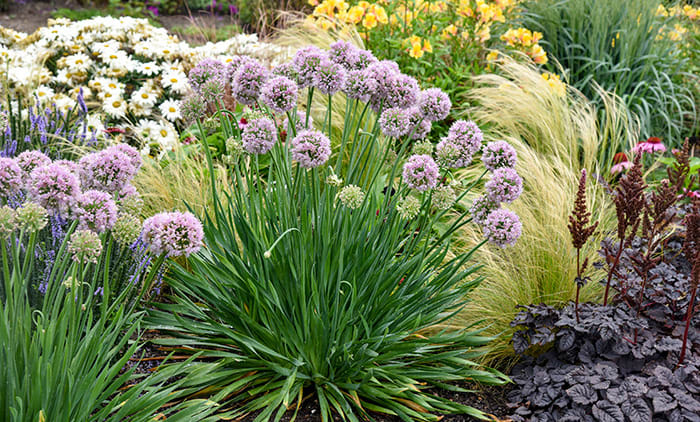 What S Special About Bubble Bath Allium Horticulture