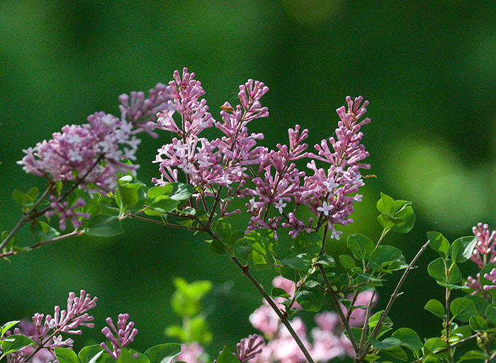 Dwarf Korean Lilac A Better Lilac Bush Where Size Matters Horticulture