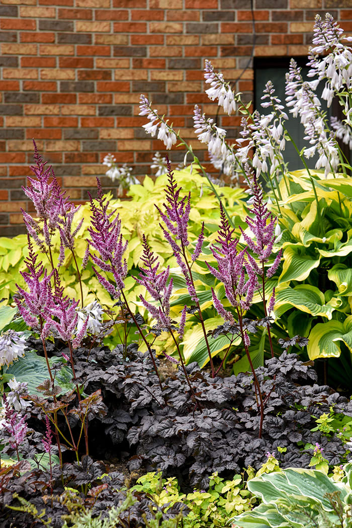 Dark Side of the Moon Astilbe Adds Contrast in Sun or Shade - Horticulture