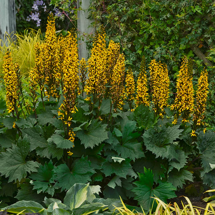 Summer-Flowering Perennials for Shade Gardens - Horticulture