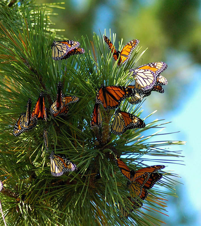 Monarch Migration May Be Hampered by Nighttime Lighting - Horticulture