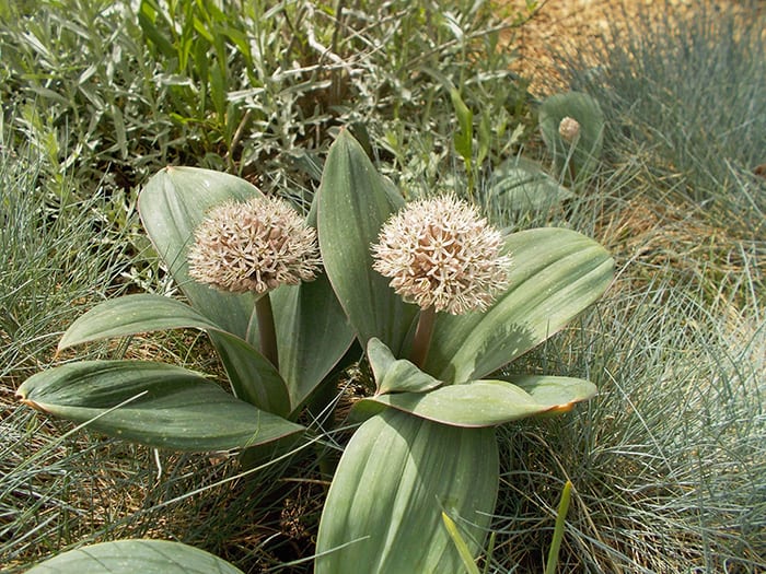 bulb-planting-guide-scotsdales-garden-centre