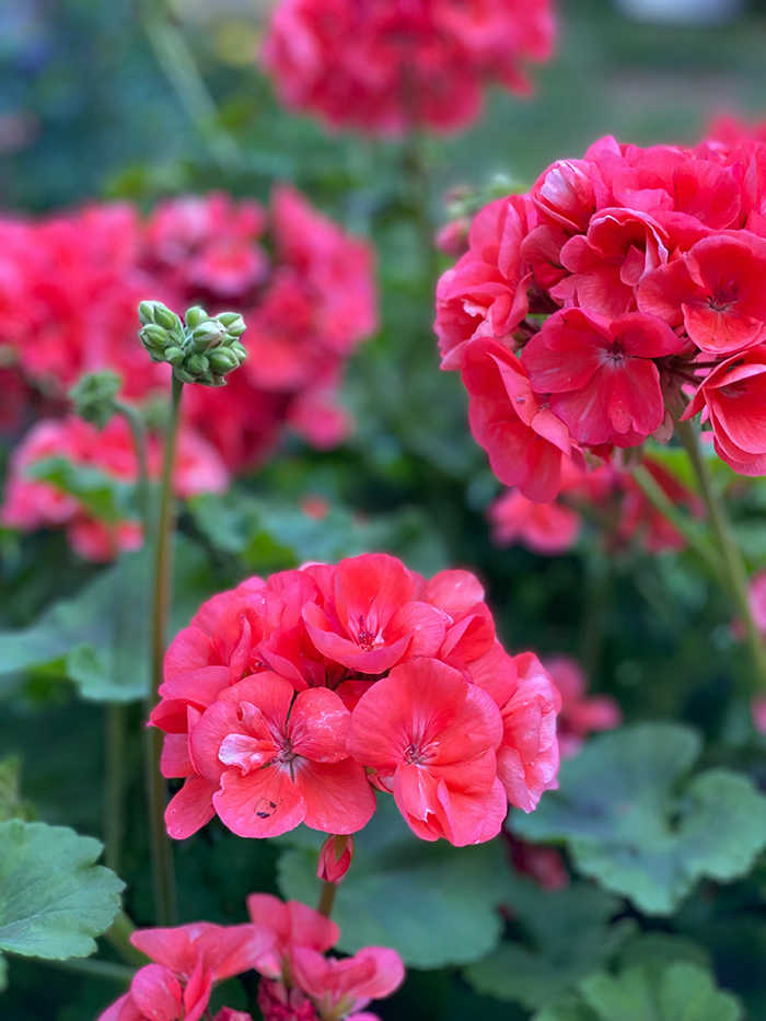 Drought-Tolerant Annuals for Garden Containers - Horticulture