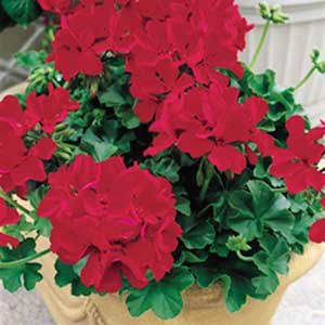 Newest series of hybrid geraniums | Calliope and Caliente - Horticulture