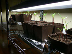 leggy seedlings under grow lights