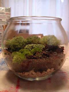 How to Take Care of a Terrarium - Horticulture