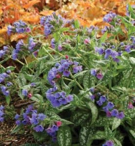 Trevi Fountain Lungwort Is a Shade Gardener’s Dream - Horticulture