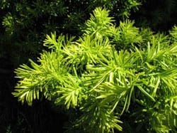 Dwarf Bright Gold Yew Brings Eye-Catching Color to the Garden