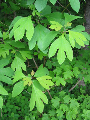 The Sassafras Tree Is an Interesting Native Species - Horticulture