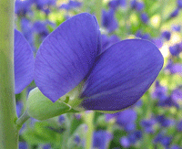 blue indigo plant