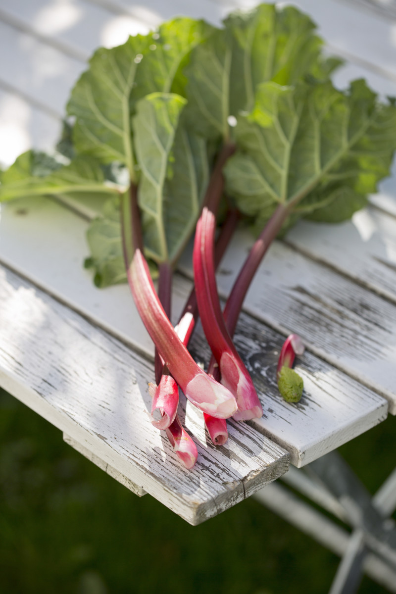 Red vs. Green Rhubarb: Is There a Difference? How to Choose the Best.