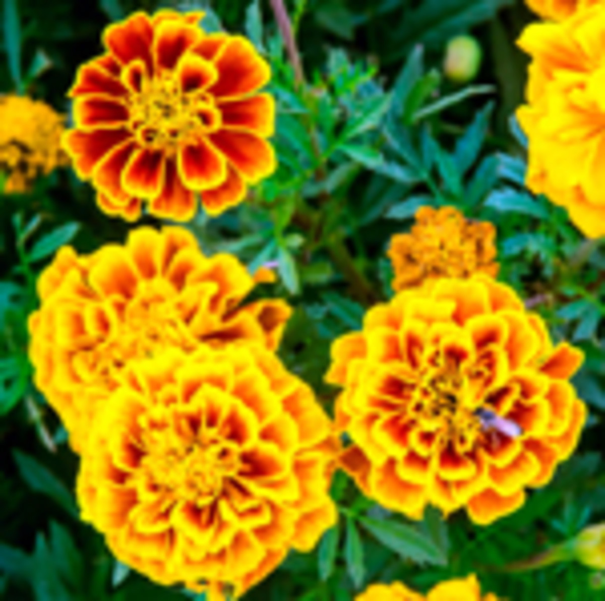 African, French and Marigolds Horticulture