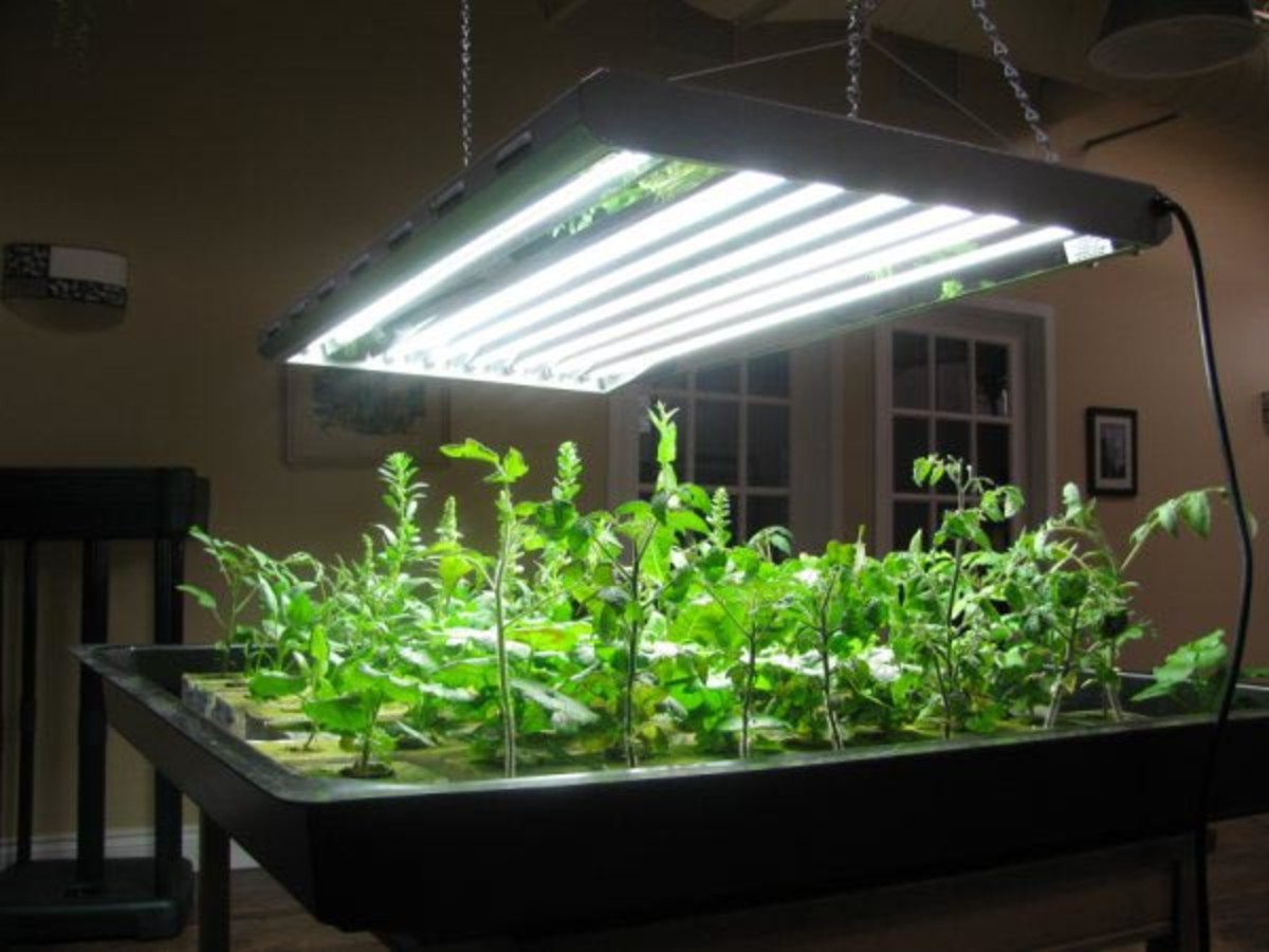 indoor grow lights for seedlings