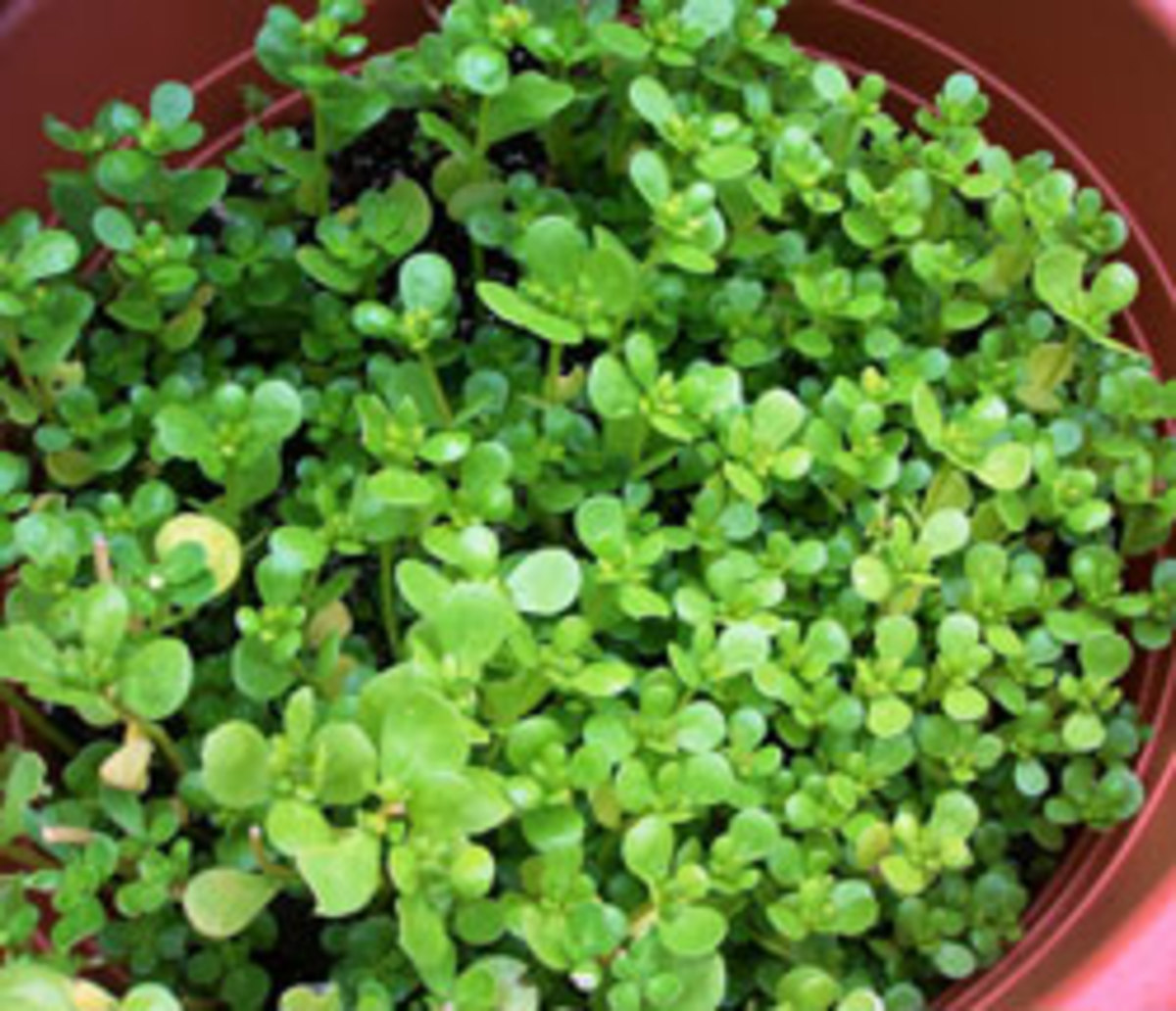 The Perks of Growing Purslane Horticulture