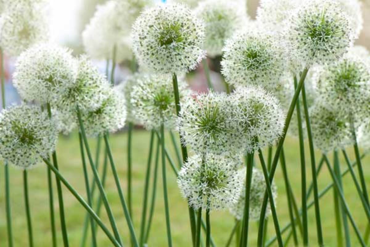 Best Alliums For Flowers And Tips For Growing Them Horticulture