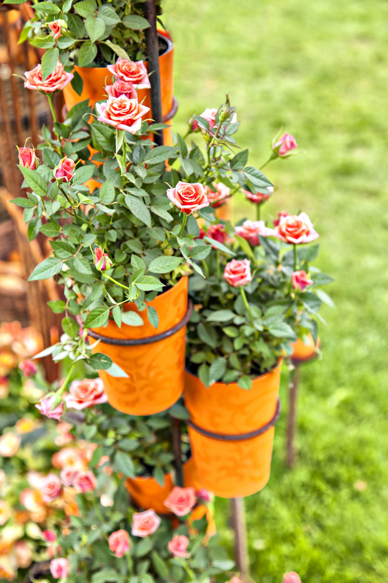 Tips for Growing Roses in Containers Horticulture