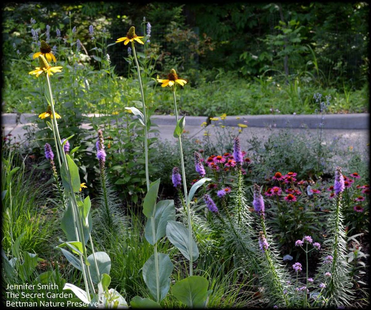 These Prairie Garden Plants Stand Tall - Horticulture