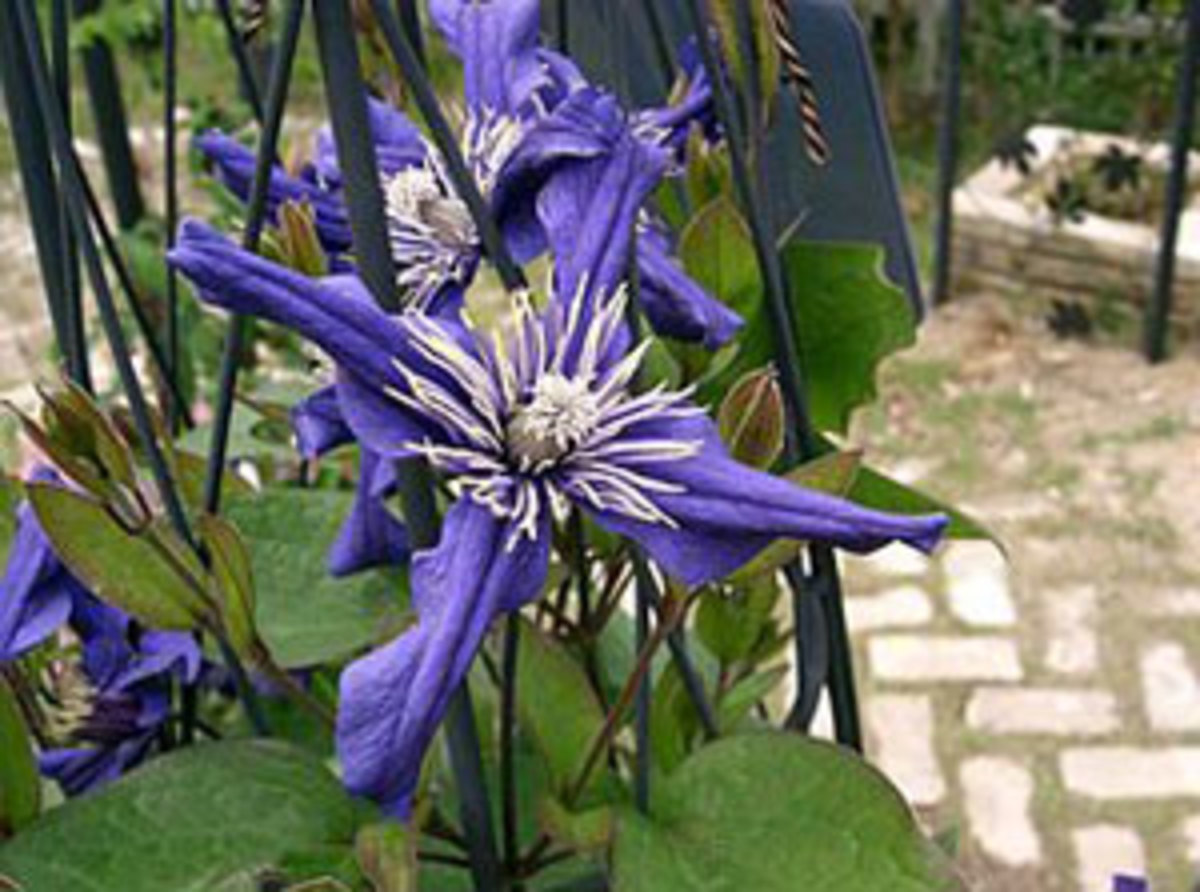 to Plant Clematis for Growth - Horticulture
