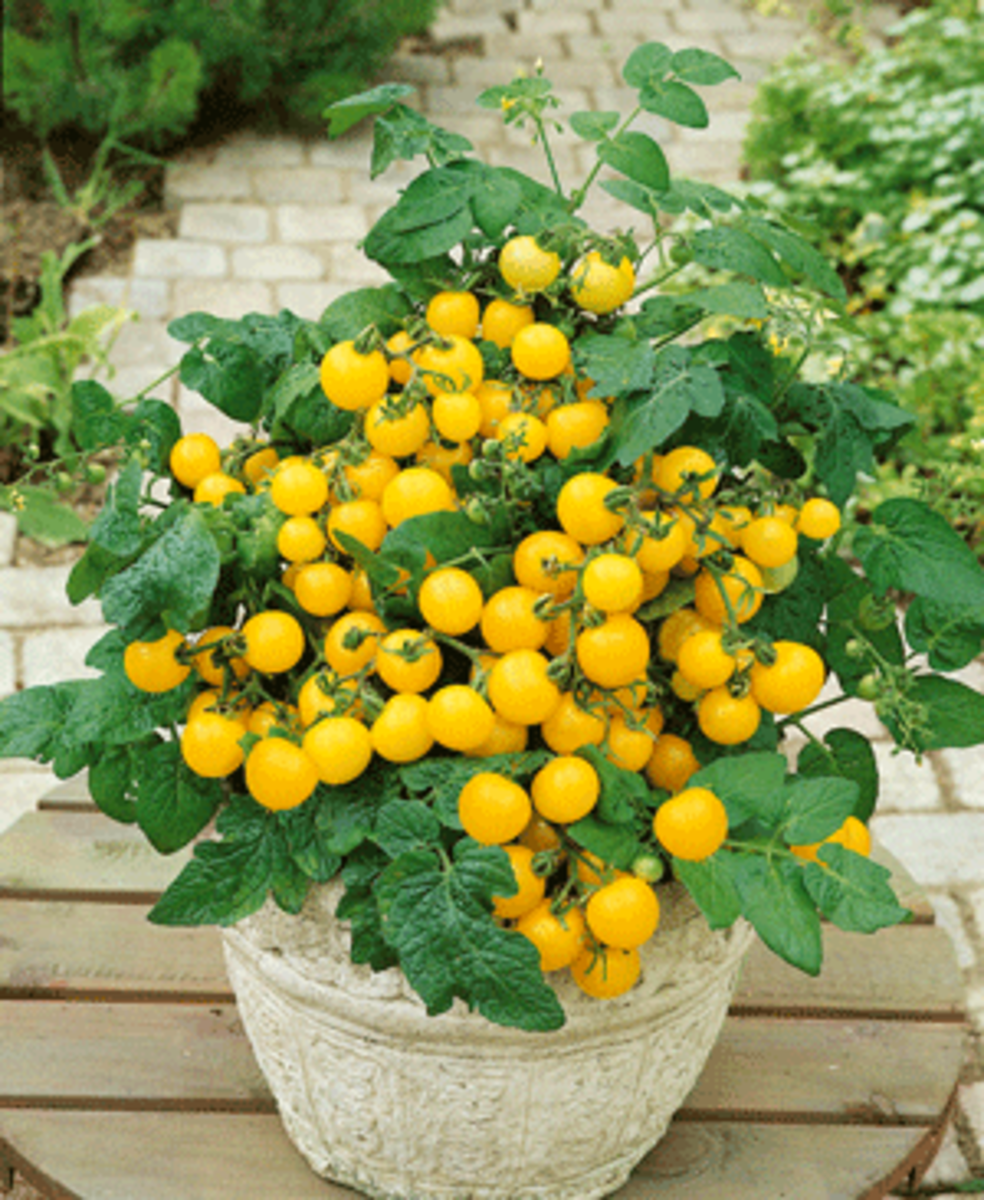 The Best Fruits to Grow in Containers - FineGardening