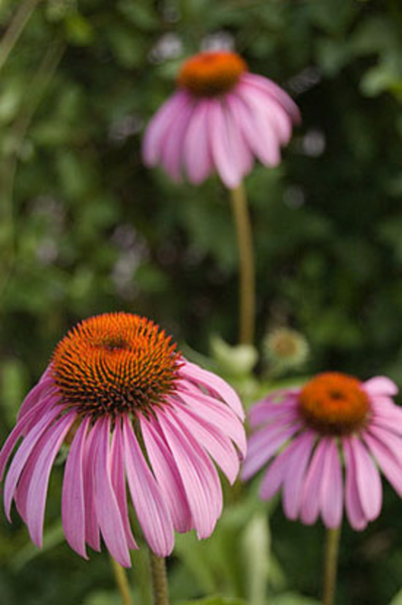 when to cut back purple coneflower