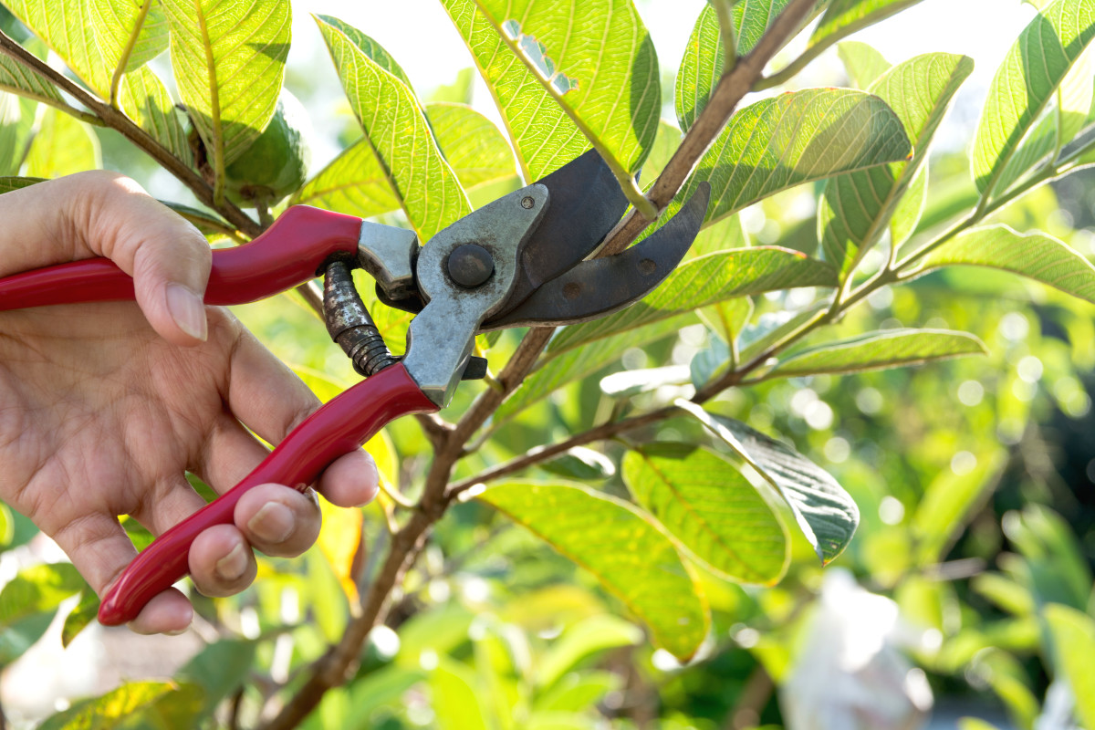 Should You Prune Trees & Shrubs in Fall? Better Know for Sure ...