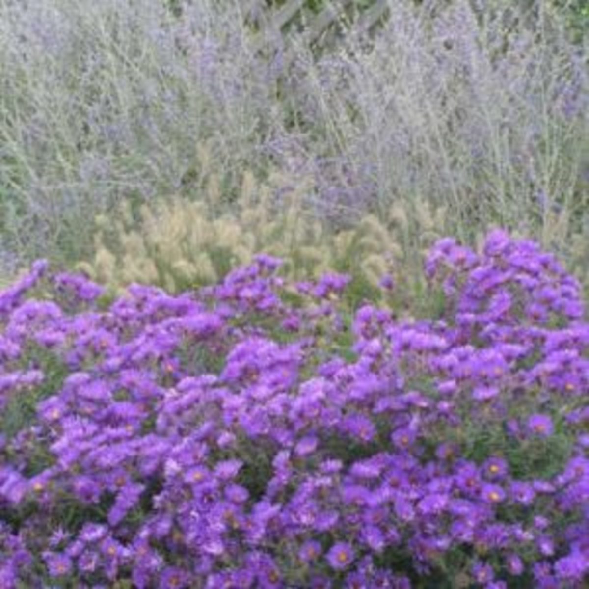 Purple Asters Flower