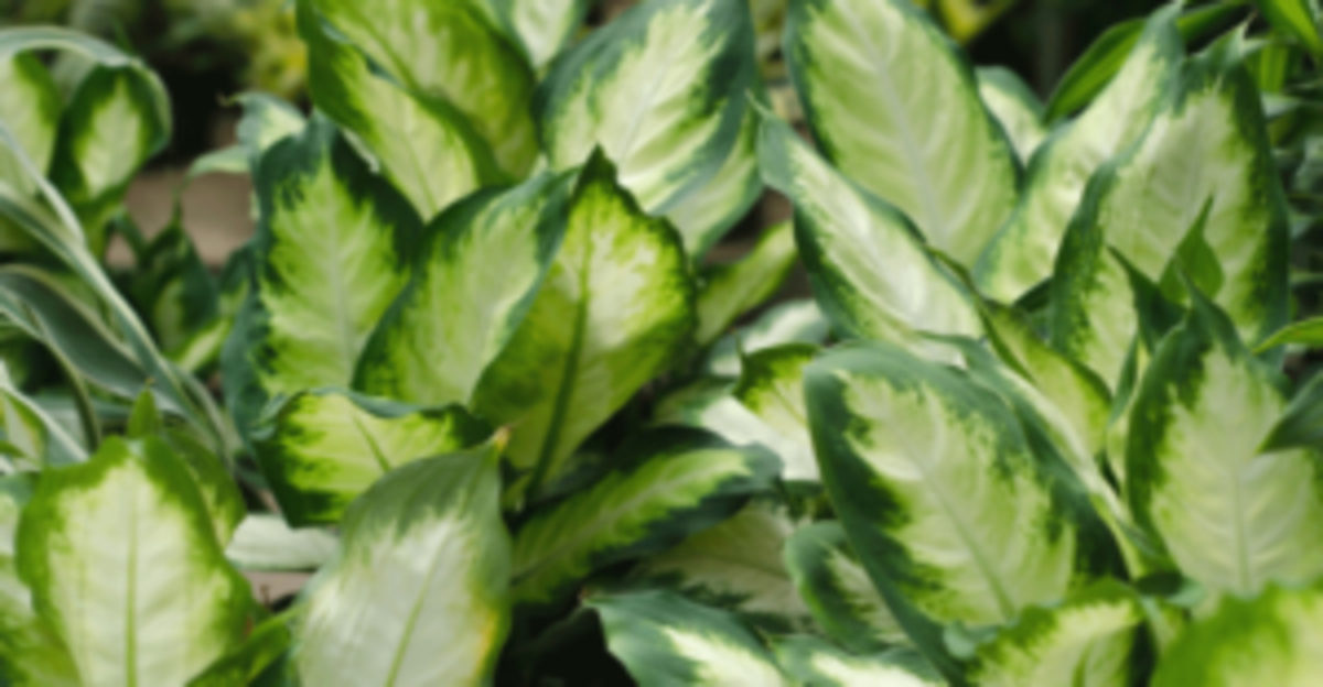 Dieffenbachia Is An Easy Indoor Plant Horticulture 6103