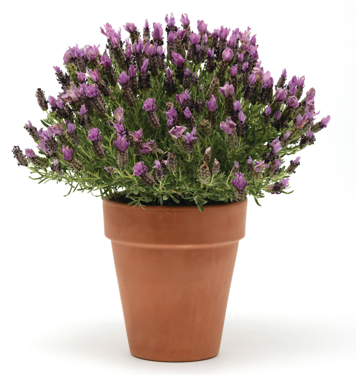You Will Love 'Bandera Purple' Spanish Lavender - Horticulture