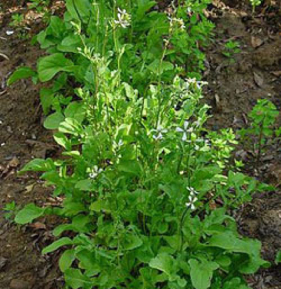 Arugula, a Quick-Growing Garden Green With a Spicy - Horticulture