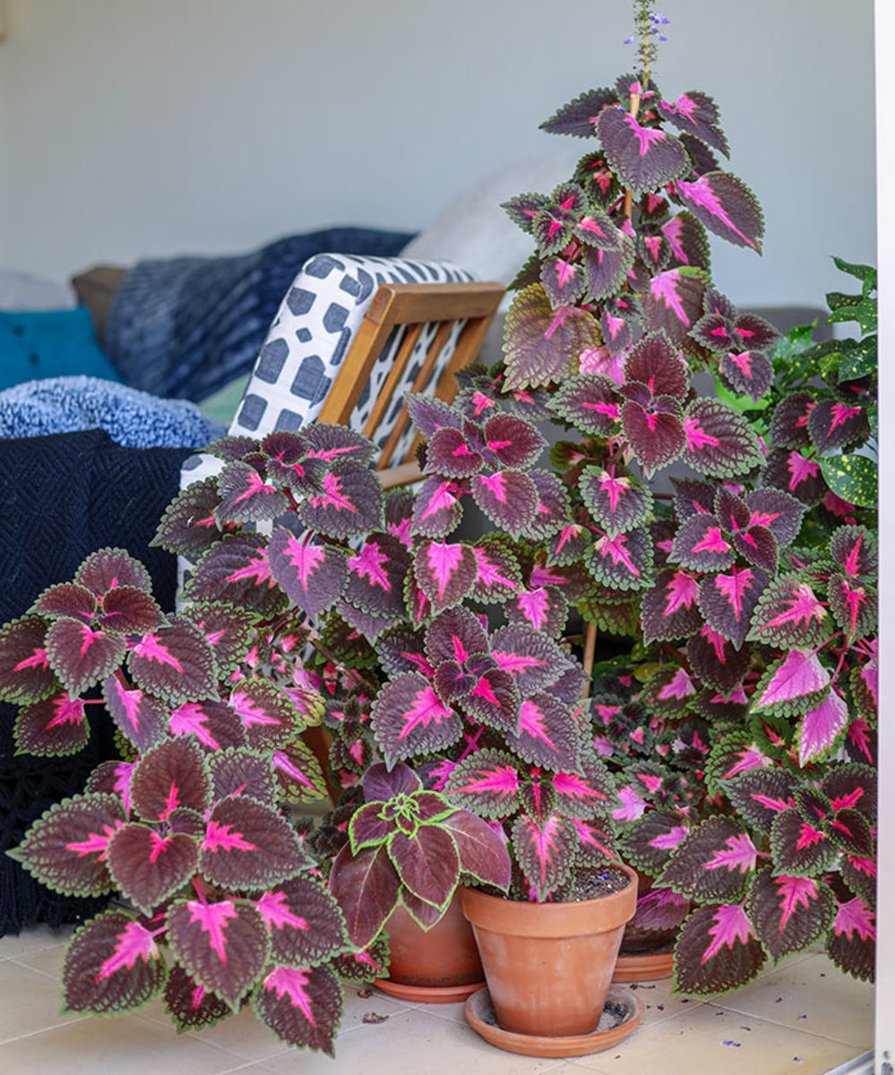 How to overwinter house plants, Illinois Extension