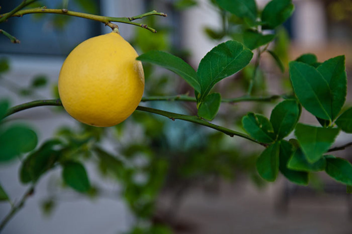 meyer-lemon-tree-meyer-lemon-tree-citrus-trees-fast-growing-trees