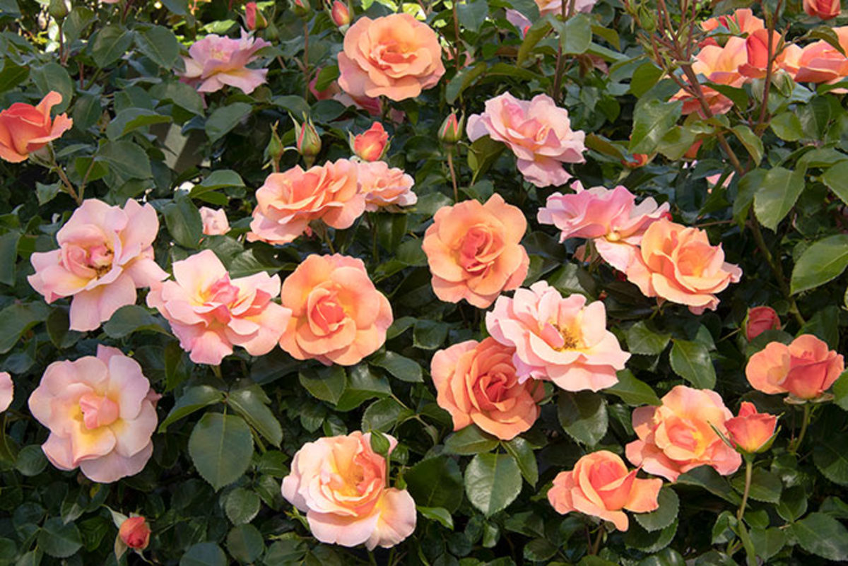 new-nitty-gritty-roses-are-easy-care-and-versatile-horticulture