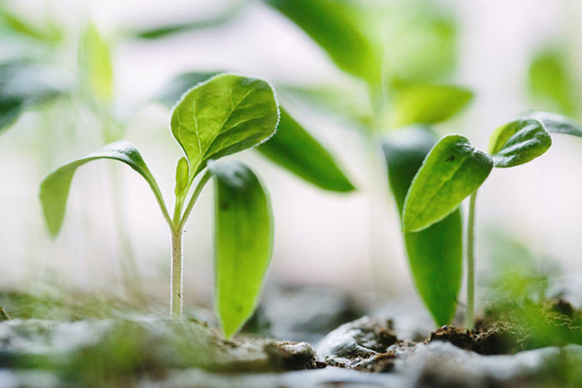 How to make Seed Starter Pots Reusing Toilet Paper Tubes 