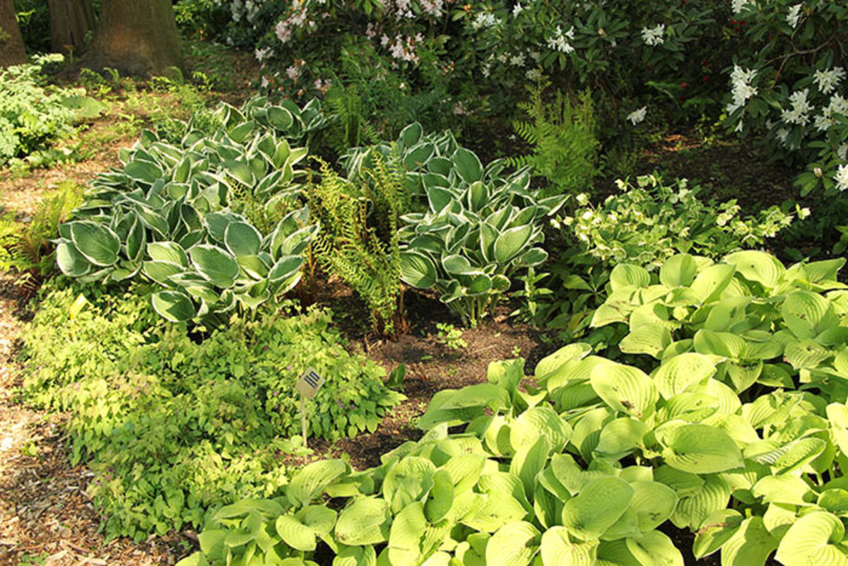 Keys to Success When Rearranging Garden Plants - Horticulture