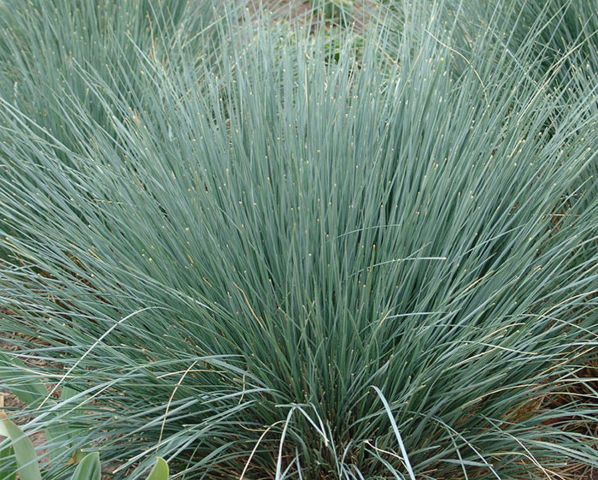 Using Ornamental Grasses in Your Garden Design - Horticulture