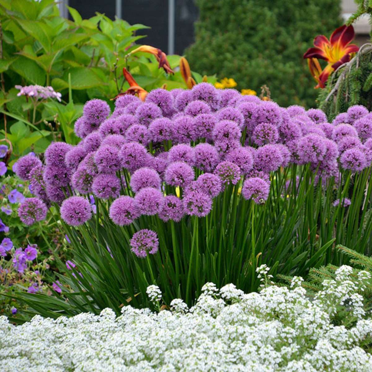 Best Alliums For Flowers And Tips For Growing Them Horticulture