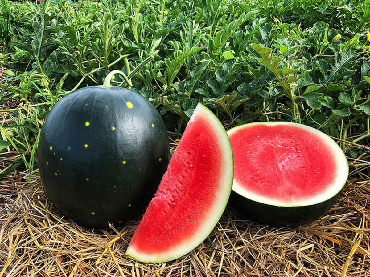 jade star watermelon        <h3 class=