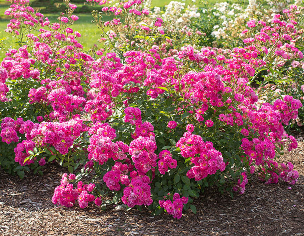 Pretty Polly Pink Is a Compact and Award-Winning Rose - Horticulture
