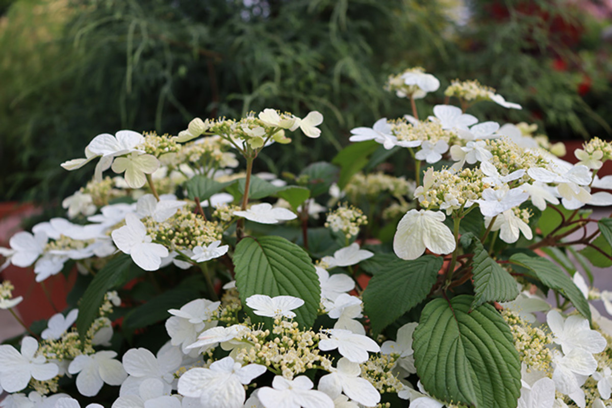 Steady Eddy Is a Doublefile Viburnum Suited to Small Gardens - Horticulture