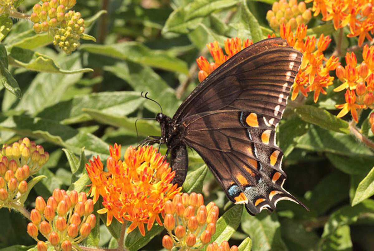 Best Plants for Pollinators, Listed by Region - Horticulture