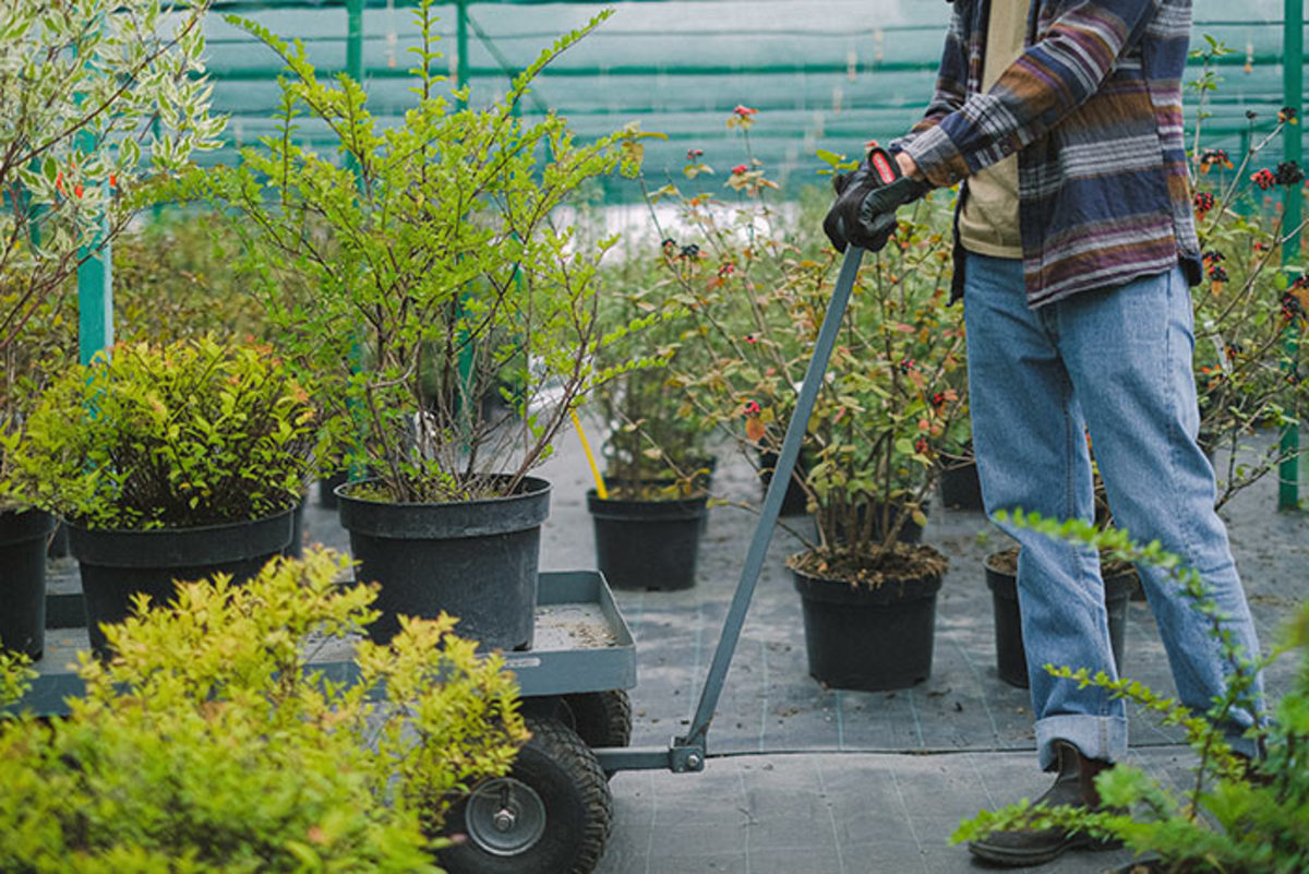 how-to-plant-a-shrub-in-the-fall-horticulture