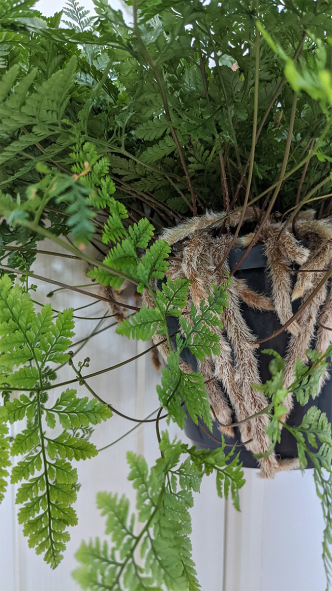 How to Grow and Repot Rabbit's Foot Fern - Horticulture