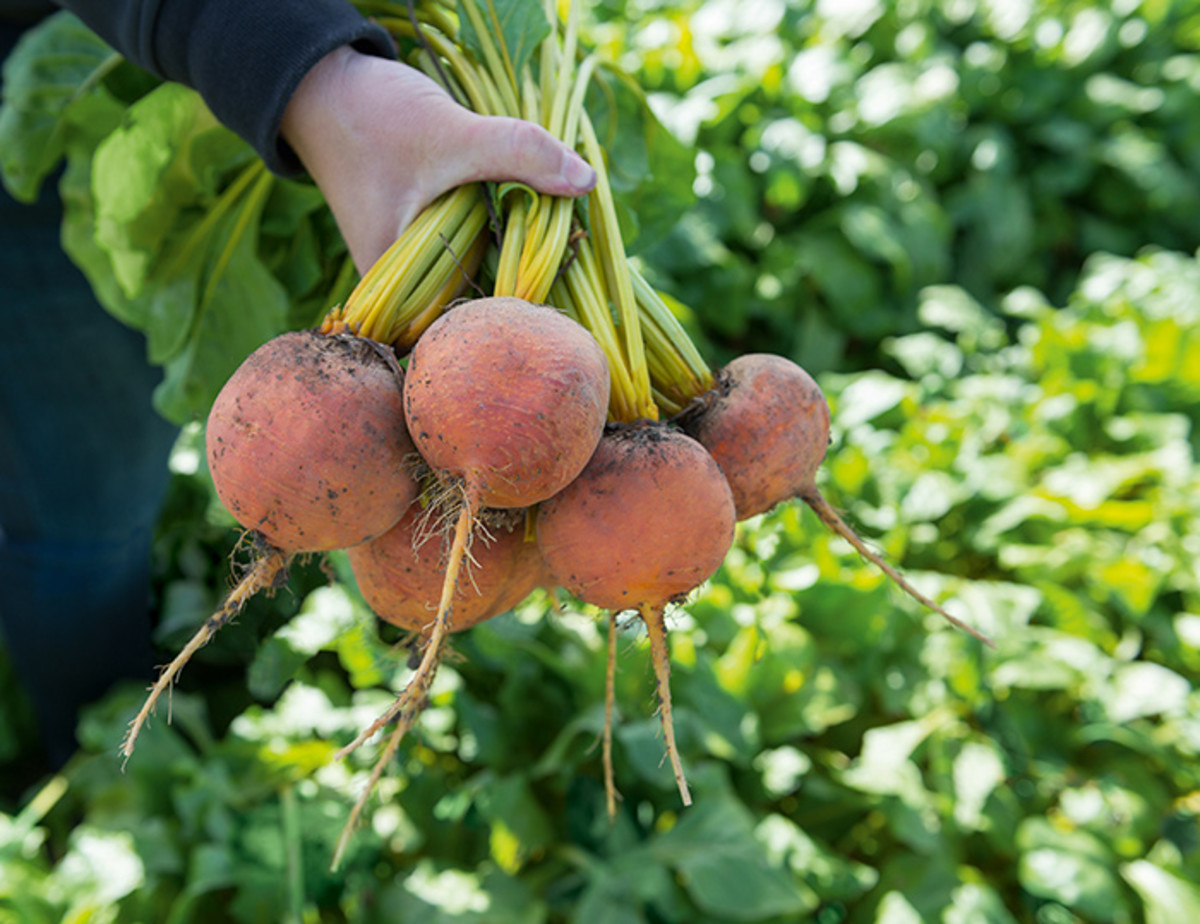 How to Grow Beets in the Home Vegetable Garden - Horticulture