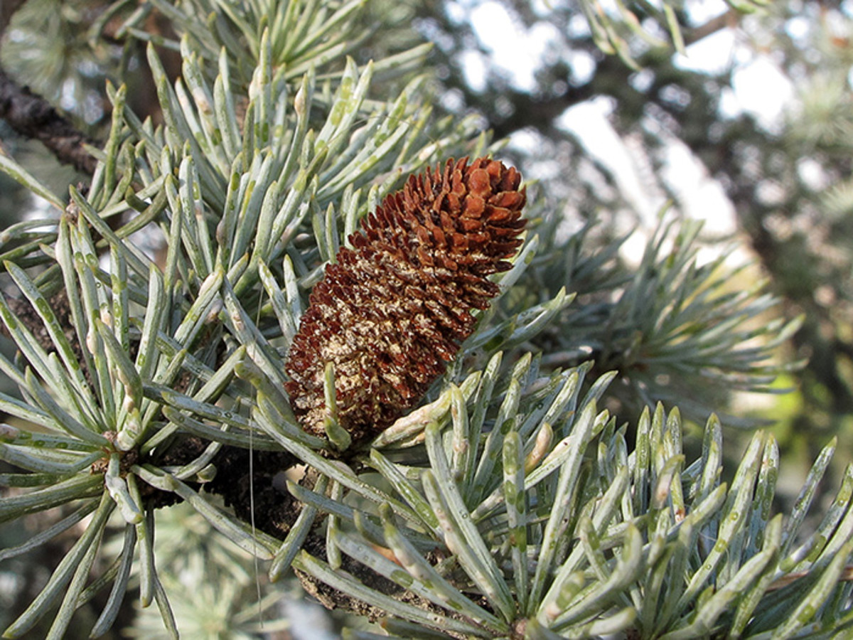 2 Artificial Atlas Cedar Branches With Mini Pinecones-artificial