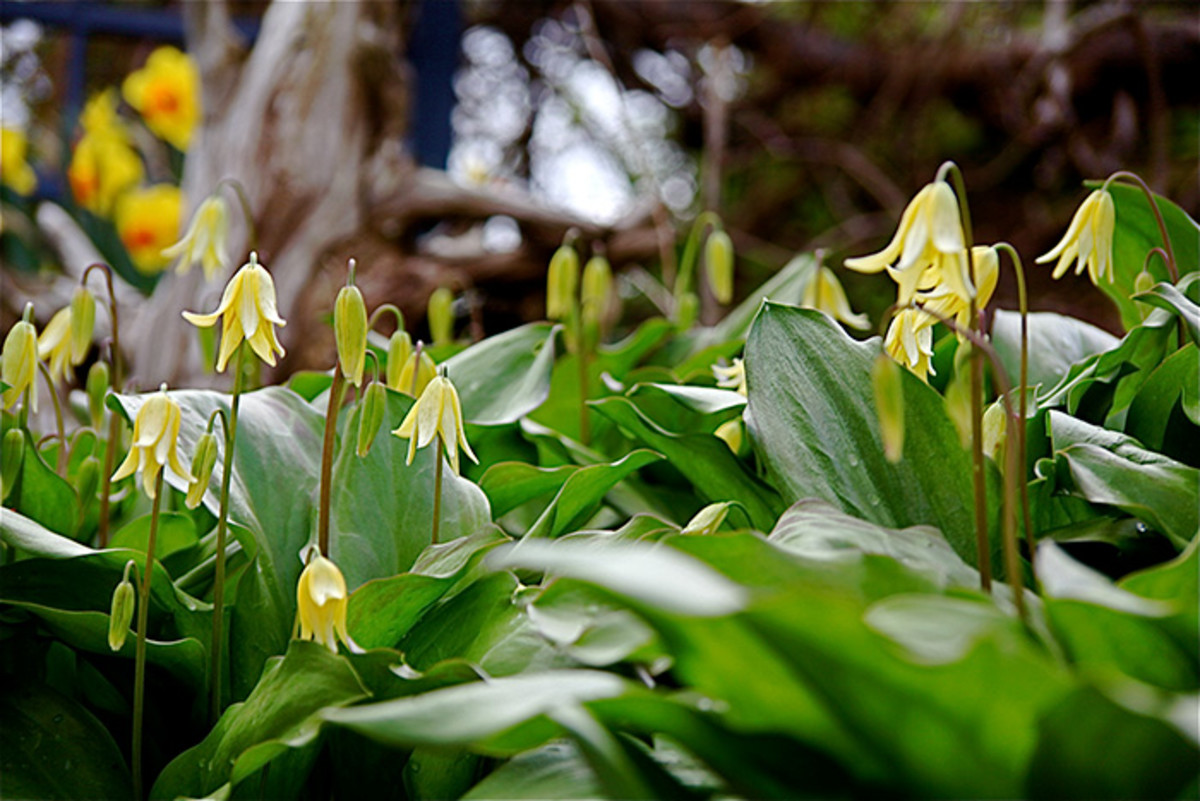 Spring Ephemerals: Tips for Gardening with These Magical Plants